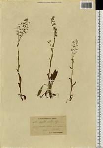 Myosotis sylvatica subsp. sylvatica, Siberia, Chukotka & Kamchatka (S7) (Russia)