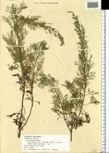 Artemisia abrotanum L., Eastern Europe, Central region (E4) (Russia)