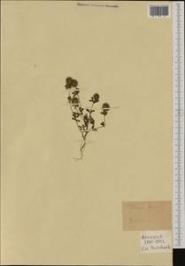 Trifolium lappaceum L., Western Europe (EUR) (France)