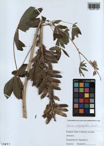 KUZ 001 106, Lupinus polyphyllus Lindl., Siberia, Altai & Sayany Mountains (S2) (Russia)