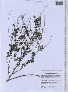 Astragalus melilotoides Pall., Siberia, Baikal & Transbaikal region (S4) (Russia)