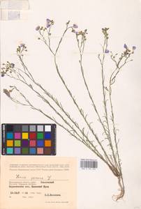 Linum perenne L., Eastern Europe, Lower Volga region (E9) (Russia)