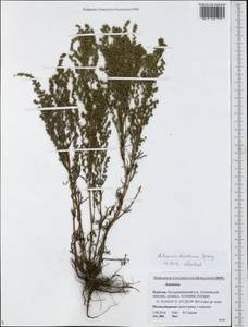 Artemisia desertorum Spreng., Siberia, Baikal & Transbaikal region (S4) (Russia)