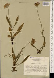 Lomelosia caucasica (M. Bieb.) Greuter & Burdet, Caucasus, Abkhazia (K4a) (Abkhazia)