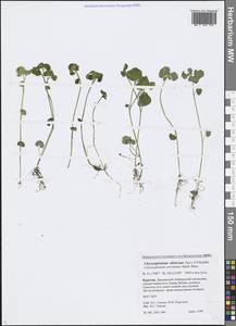 Chrysosplenium sibiricum (Ser. ex DC.) A. P. Khokhr., Siberia, Baikal & Transbaikal region (S4) (Russia)