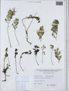 Artemisia gmelinii Weber ex Stechm., Siberia, Chukotka & Kamchatka (S7) (Russia)