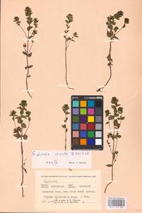 MHA 0 161 802, Euphrasia stricta J.P.Wolff ex J.F.Lehm., Eastern Europe, Northern region (E1) (Russia)