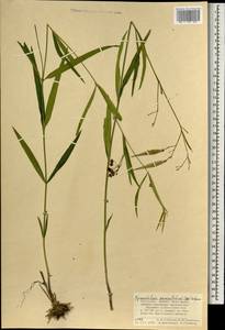 Vincetoxicum changqinianum P. T. Li, Mongolia (MONG) (Mongolia)