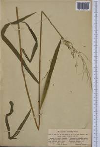 Leersia oryzoides (L.) Sw., Western Europe (EUR) (Poland)