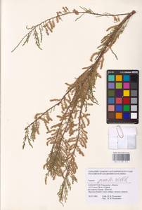 Tamarix gracilis Willd., Middle Asia, Caspian Ustyurt & Northern Aralia (M8) (Kazakhstan)