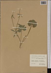 Ranunculus fallax (Wimm. & Grab.) Schur, Western Europe (EUR) (Finland)
