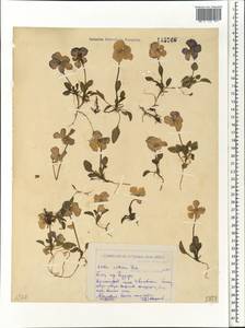 Viola altaica Ker Gawl., Siberia, Western (Kazakhstan) Altai Mountains (S2a) (Kazakhstan)