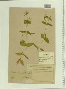 Stellaria aquatica (L.) Scop., Eastern Europe, Central region (E4) (Russia)