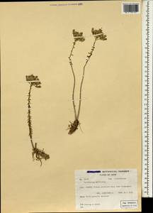 Pseudosedum multicaule (Boiss. & Buhse) Boriss., South Asia, South Asia (Asia outside ex-Soviet states and Mongolia) (ASIA) (Iran)