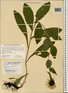 Pentanema orientale (Lam.) D. Gut. Larr., Santos-Vicente, Anderb., E. Rico & M. M. Mart. Ort., Caucasus, North Ossetia, Ingushetia & Chechnya (K1c) (Russia)