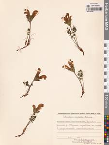 Pedicularis capitata Adams, Siberia, Chukotka & Kamchatka (S7) (Russia)