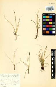 Carex rupestris All., Siberia, Baikal & Transbaikal region (S4) (Russia)
