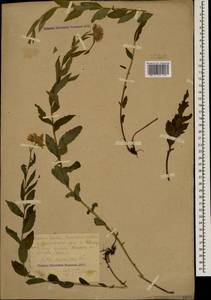 Kemulariella caucasica (Willd.) Tamamsch., Caucasus, Krasnodar Krai & Adygea (K1a) (Russia)