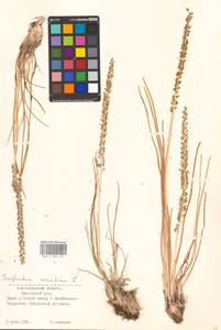 Triglochin maritima L., Eastern Europe, Lower Volga region (E9) (Russia)