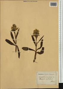 Dactylorhiza sambucina (L.) Soó, Western Europe (EUR) (Switzerland)
