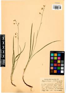 Anticlea sibirica (L.) Kunth, Siberia, Baikal & Transbaikal region (S4) (Russia)