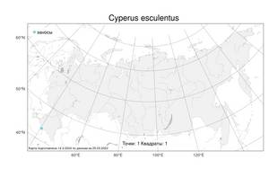Cyperus esculentus L., Atlas of the Russian Flora (FLORUS) (Russia)