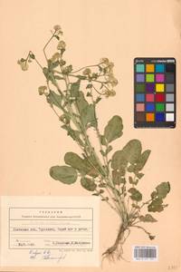 Barbarea vulgaris W.T.Aiton, Eastern Europe, West Ukrainian region (E13) (Ukraine)