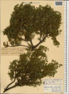 Juniperus communis var. communis, Caucasus, North Ossetia, Ingushetia & Chechnya (K1c) (Russia)