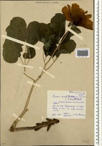 Paeonia daurica subsp. daurica, Crimea (KRYM) (Russia)