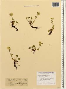 Potentilla crantzii subsp. gelida (C. A. Mey.) Soják, Caucasus, North Ossetia, Ingushetia & Chechnya (K1c) (Russia)