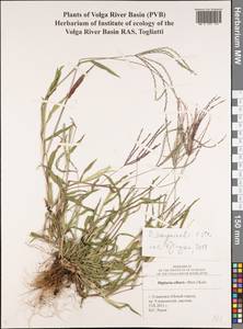 Digitaria sanguinalis (L.) Scop., Eastern Europe, Middle Volga region (E8) (Russia)