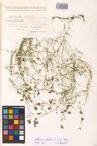 Callitriche palustris L., Eastern Europe, Lower Volga region (E9) (Russia)