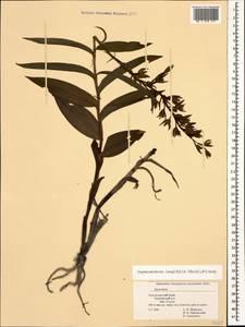 Cephalanthera longifolia (L.) Fritsch, Caucasus, Black Sea Shore (from Novorossiysk to Adler) (K3) (Russia)