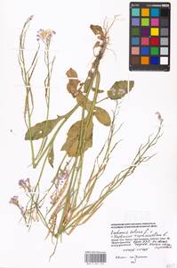 Raphanus sativus × raphanistrum, Eastern Europe, Moscow region (E4a) (Russia)