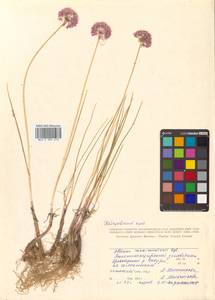 Allium maximowiczii Regel, Siberia, Russian Far East (S6) (Russia)