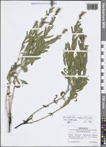 Rhaponticum repens (L.) Hidalgo, Eastern Europe, Middle Volga region (E8) (Russia)