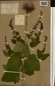 Scutellaria altissima L., Eastern Europe, South Ukrainian region (E12) (Ukraine)