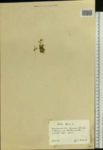 Arabis alpina L., Eastern Europe, Northern region (E1) (Russia)