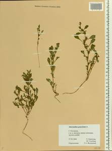 Amaranthus graecizans L., Eastern Europe, Central forest region (E5) (Russia)