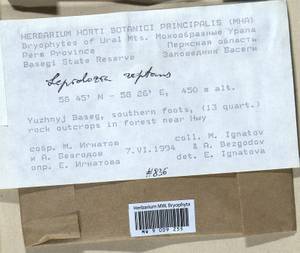 Lepidozia reptans (L.) Dumort., Bryophytes, Bryophytes - Permsky Krai, Udmurt Republic, Sverdlovsk & Kirov Oblasts (B8) (Russia)