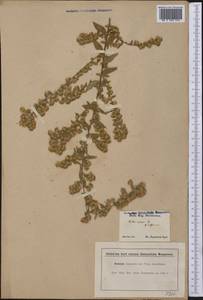 Symphyotrichum lateriflorum (L.) Á. Löve & D. Löve, America (AMER) (United States)