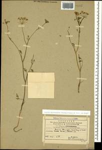 Bunium microcarpum (Boiss.) Freyn & Sint. ex Freyn, Caucasus, Georgia (K4) (Georgia)