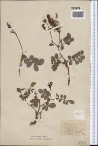 Glycyrrhiza aspera Pall., Middle Asia, Northern & Central Kazakhstan (M10) (Kazakhstan)