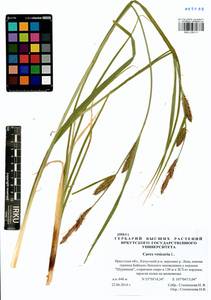 Carex vesicaria L., Siberia, Baikal & Transbaikal region (S4) (Russia)