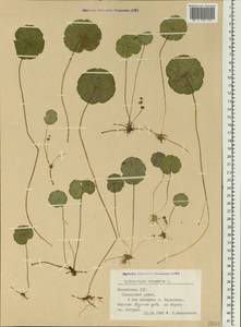 Hydrocotyle vulgaris L., Eastern Europe, Latvia (E2b) (Latvia)