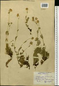 Lomelosia isetensis (L.) Soják, Siberia, Western Siberia (S1) (Russia)