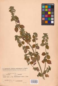 MHA 0 154 739, Ballota nigra L., Eastern Europe, Central region (E4) (Russia)