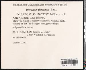 Dicranum flexicaule Brid., Bryophytes, Bryophytes - Russian Far East (excl. Chukotka & Kamchatka) (B20) (Russia)