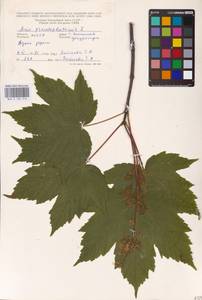 Acer pseudoplatanus L., Eastern Europe, Moldova (E13a) (Moldova)