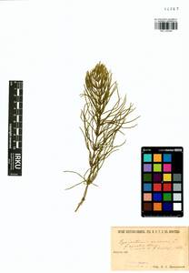 Equisetum arvense L., Siberia, Yakutia (S5) (Russia)